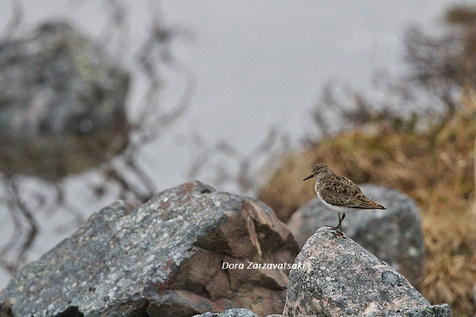 Temminck's Stint