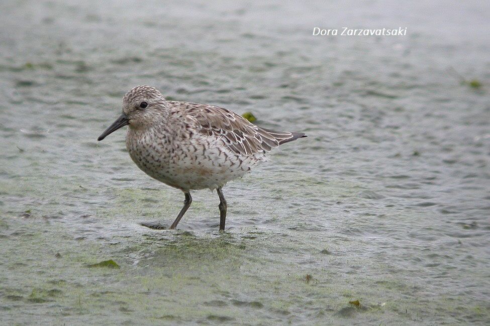 Red Knot