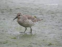 Red Knot