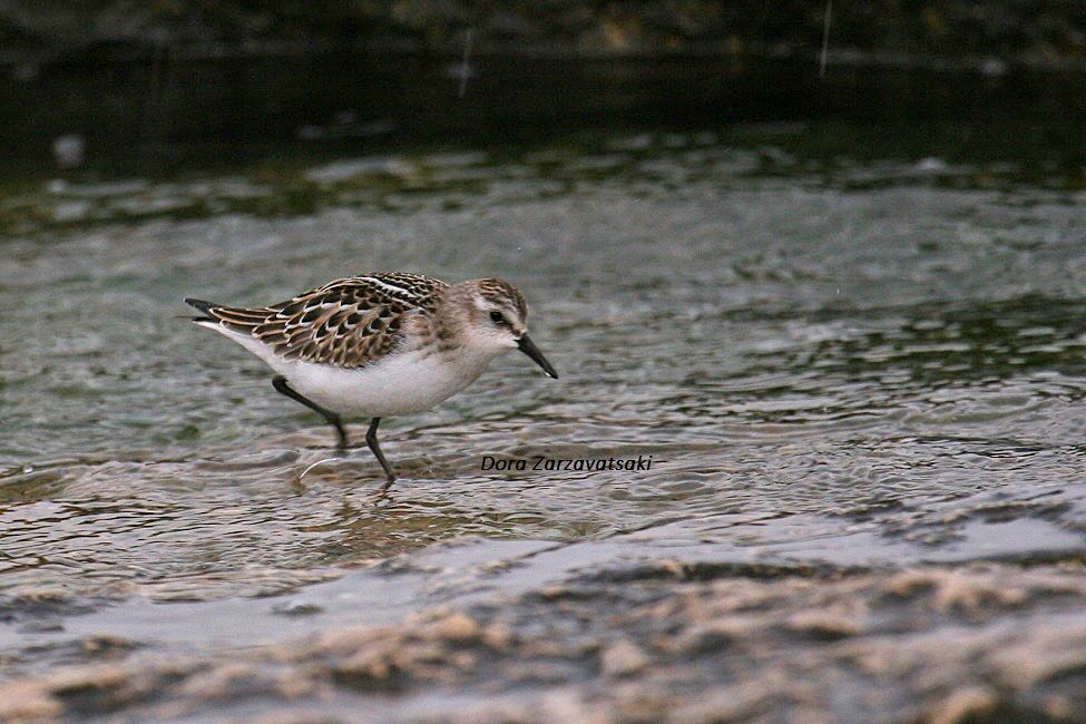 Little Stint