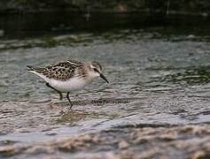 Little Stint