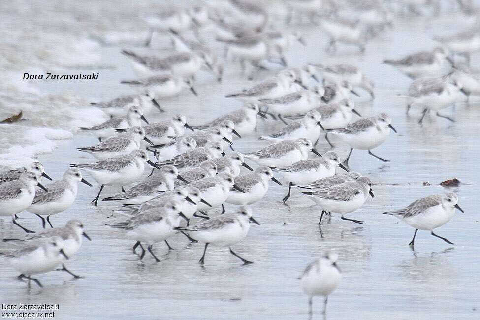 Bécasseau sanderling, habitat, pigmentation, Comportement