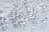 Bécasseau sanderling