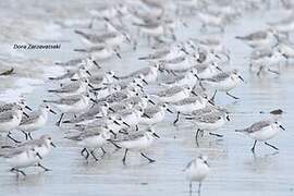 Sanderling