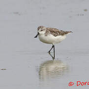 Spoon-billed Sandpiper