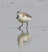 Spoon-billed Sandpiper