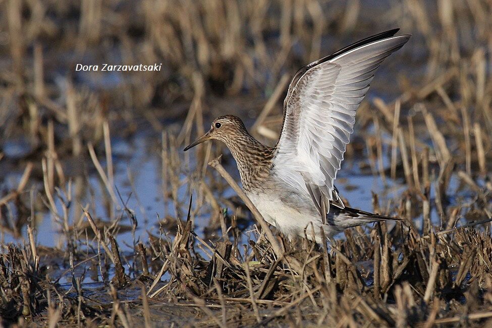 Pectoral Sandpiper