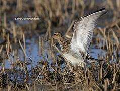 Pectoral Sandpiper