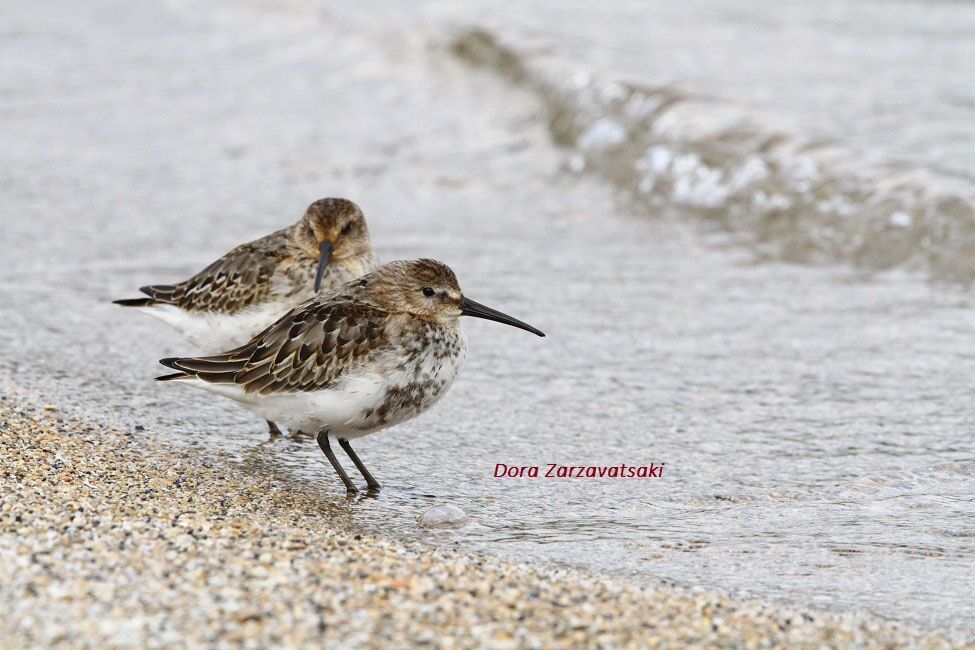 Bécasseau variable