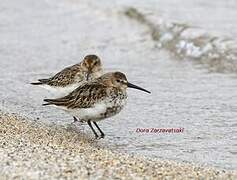 Dunlin