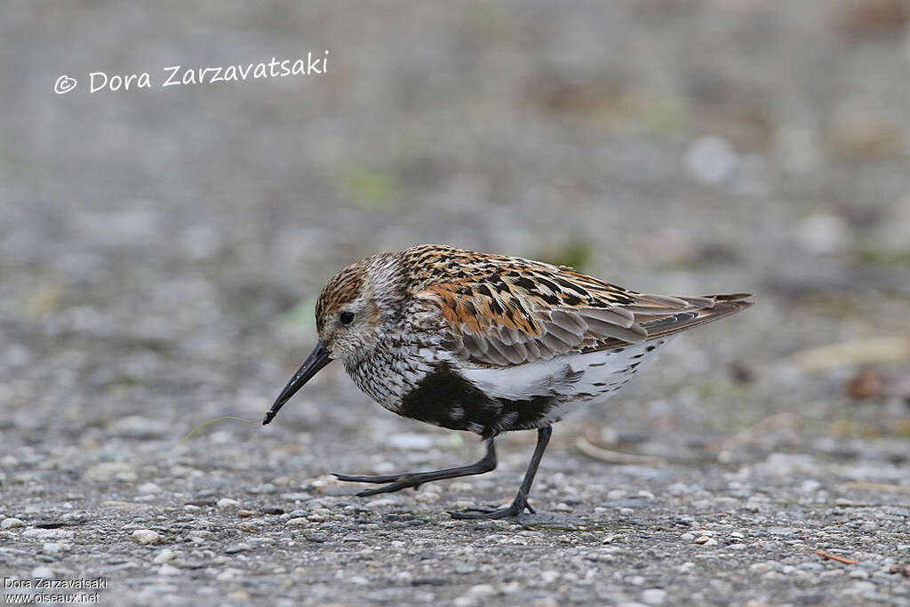 Bécasseau variableadulte nuptial, identification