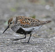 Dunlin