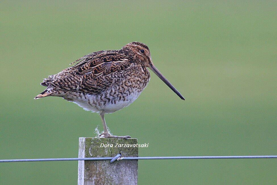 Common Snipe