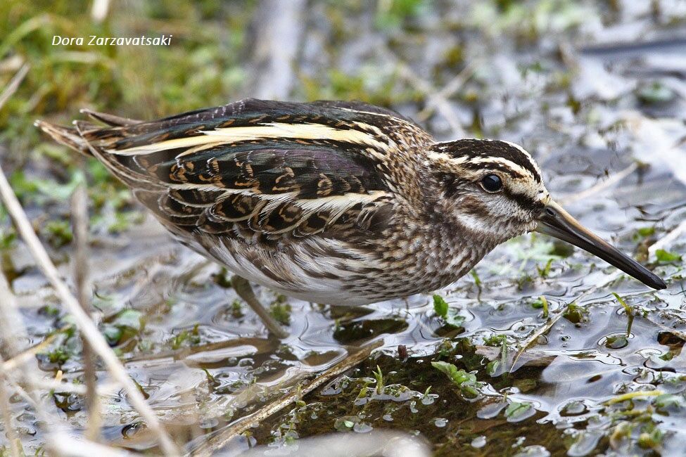 Jack Snipe