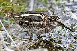 Jack Snipe