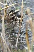 Jack Snipe