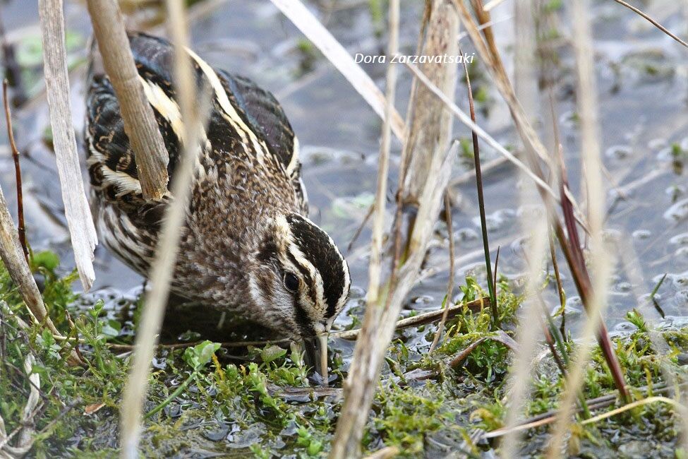 Jack Snipe