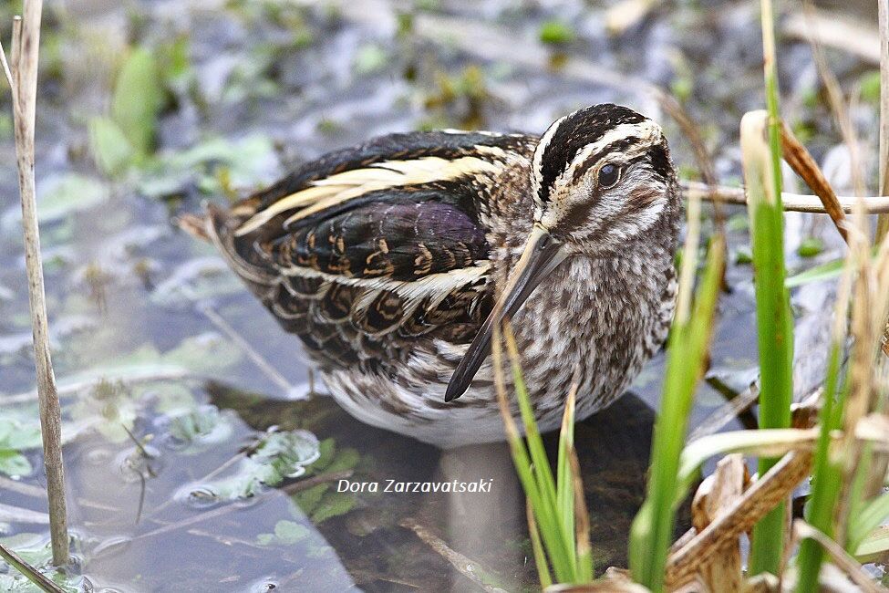 Jack Snipe