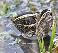 Jack Snipe