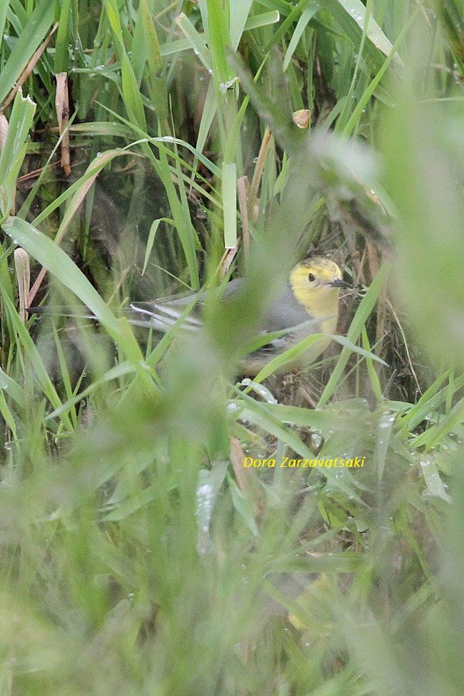 Citrine Wagtail