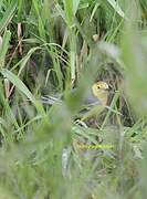 Citrine Wagtail