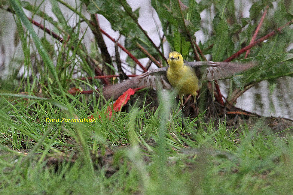 Citrine Wagtail