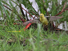 Citrine Wagtail