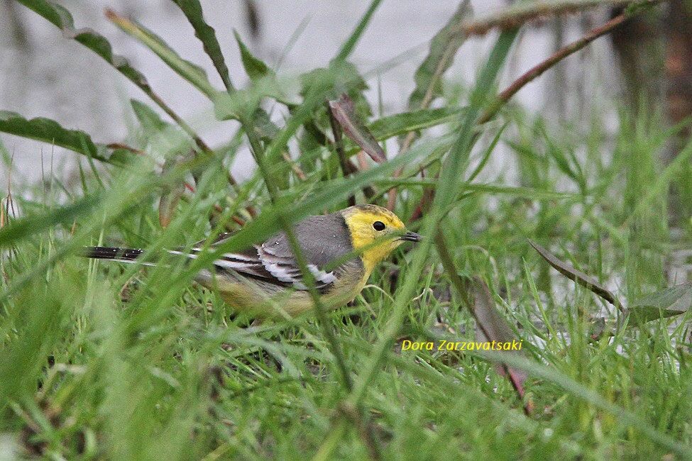 Citrine Wagtail