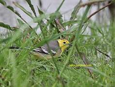 Citrine Wagtail