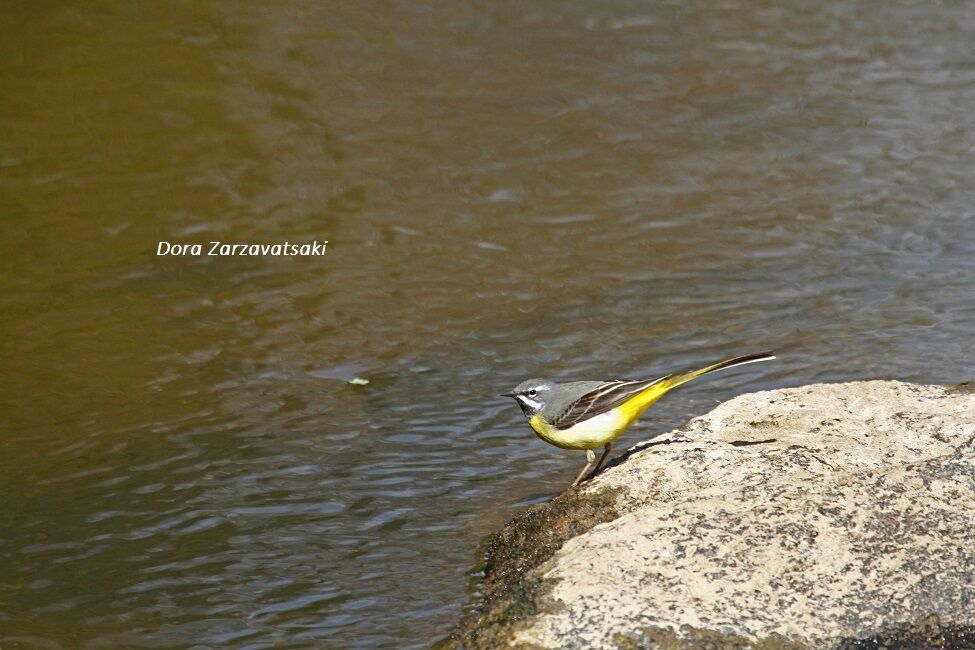 Bergeronnette des ruisseaux