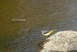 Grey Wagtail