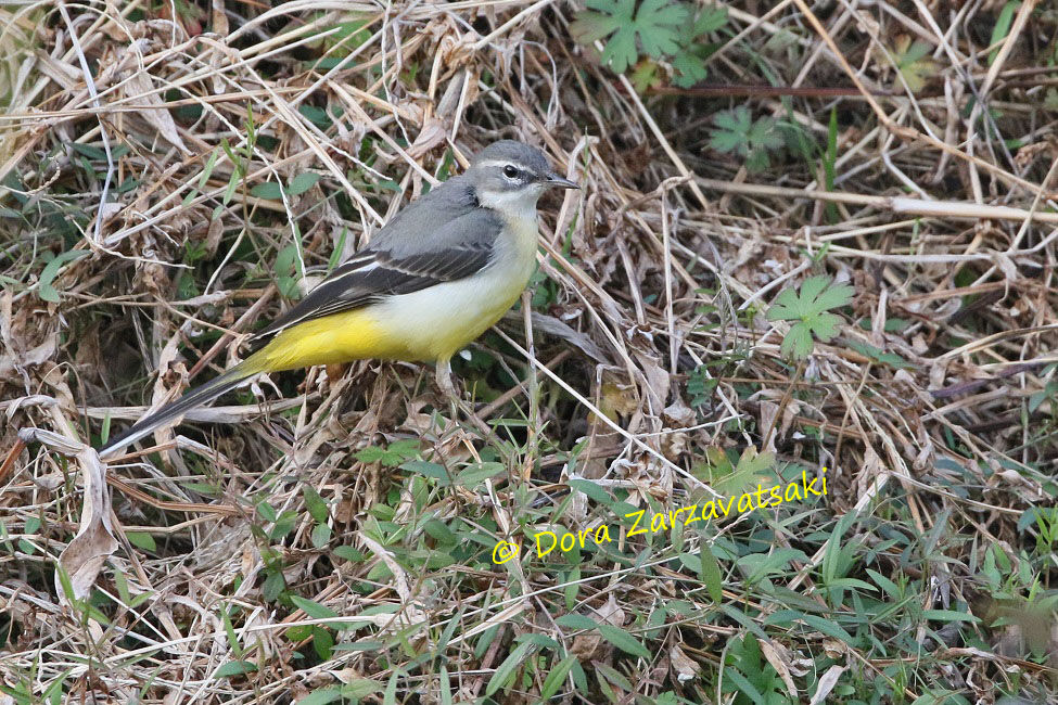 Grey Wagtail