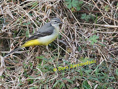 Grey Wagtail