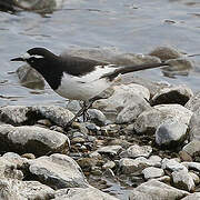 Japanese Wagtail