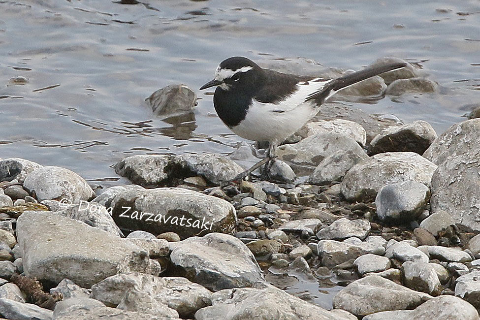 Japanese Wagtail