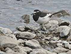 Japanese Wagtail