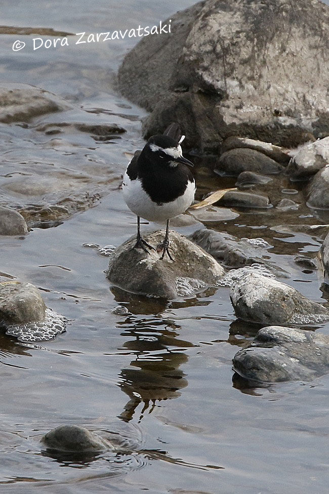 Japanese Wagtail