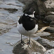 Japanese Wagtail