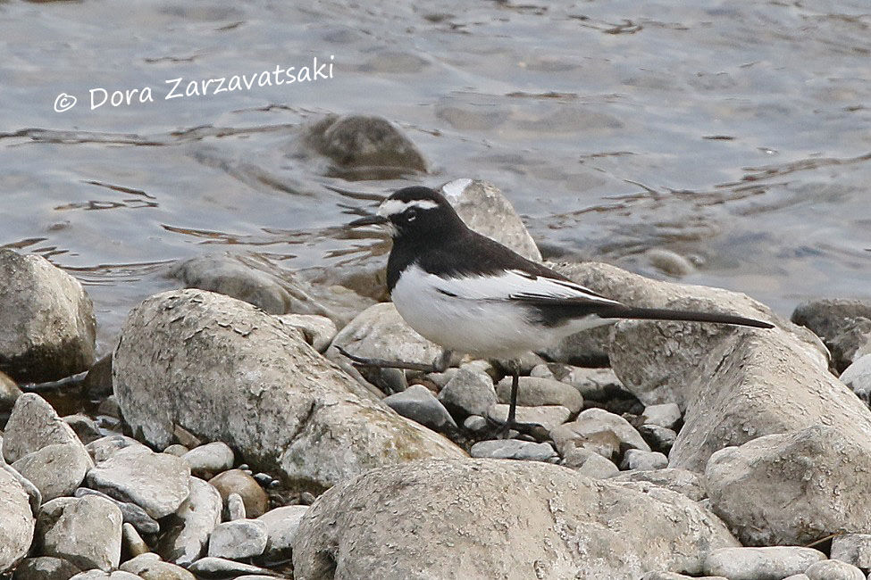 Japanese Wagtail