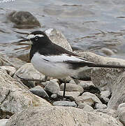 Japanese Wagtail