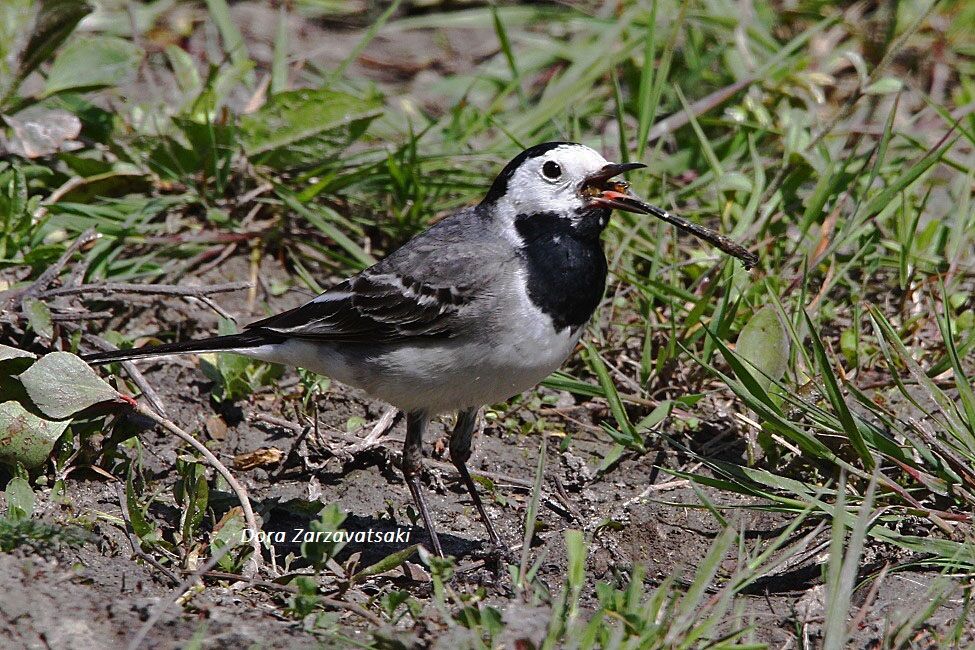 White Wagtailadult, feeding habits, eats, Behaviour