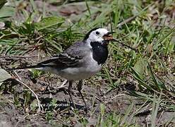 White Wagtail