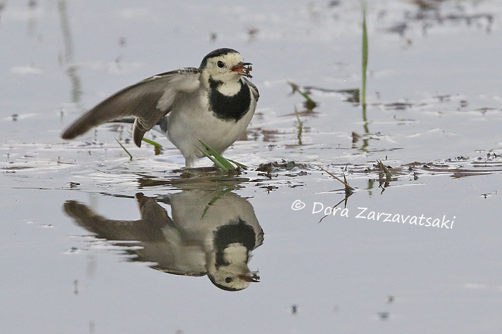 White Wagtailadult, walking, feeding habits, Behaviour