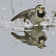 White Wagtail