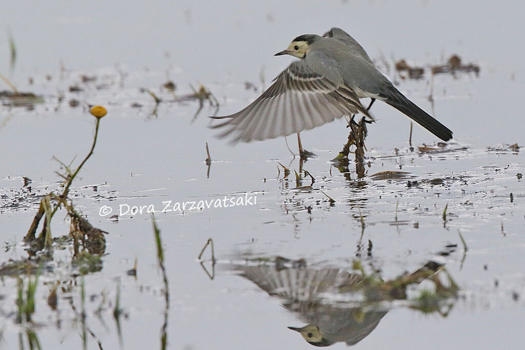 White Wagtail, Flight