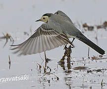 White Wagtail