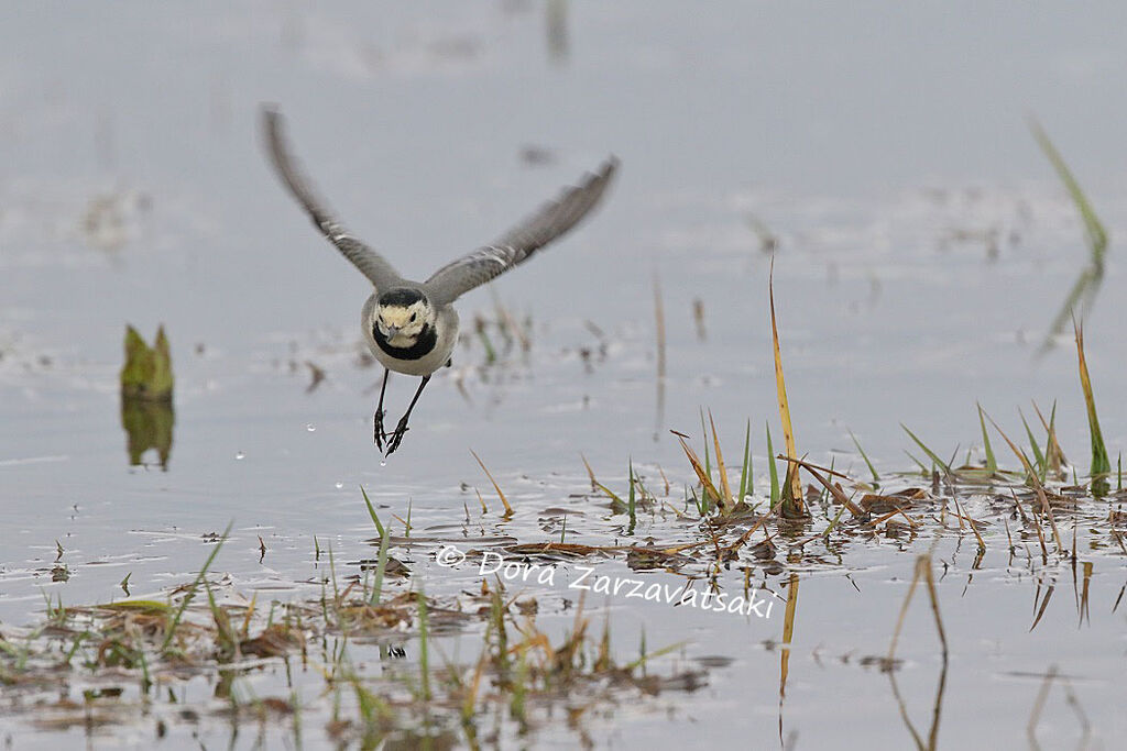 White Wagtail, Flight