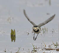 White Wagtail