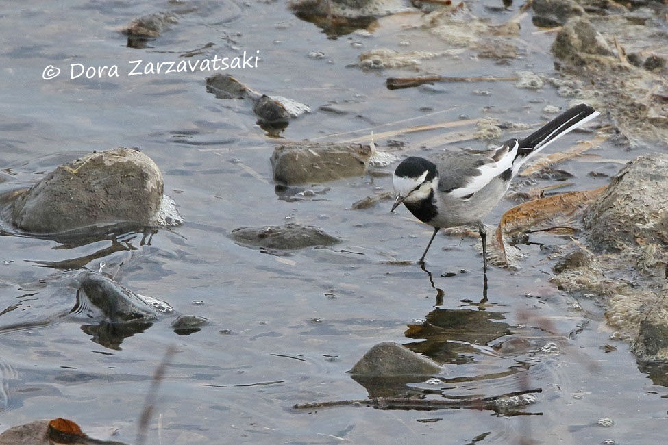 White Wagtail (lugens)