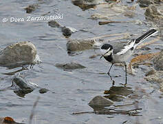 White Wagtail (lugens)